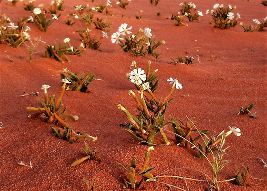 Essenza Profumata - Fiori del Deserto