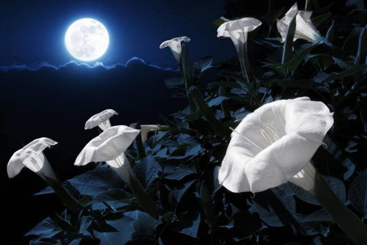 Essenza Profumata - Fiori di Luna