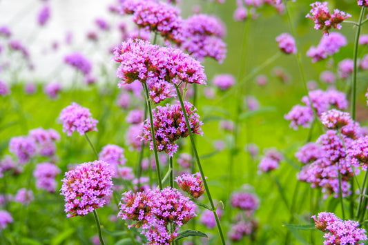 Essenza Profumata - Verbena