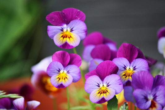 Essenza Profumata - Violetta