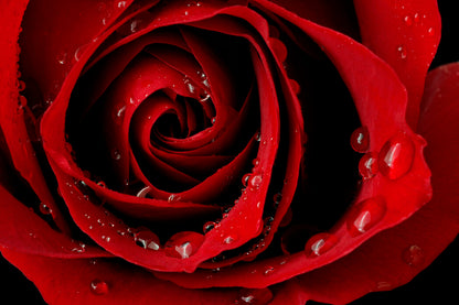 Bastoncini di Incenso Stamford Premium - Rosa Rossa