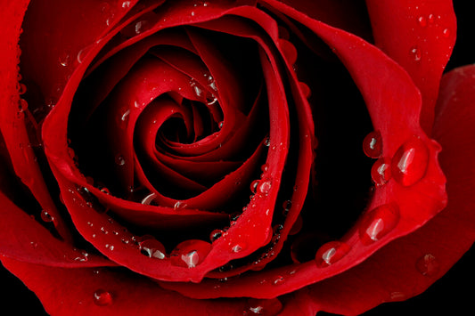 Bastoncini di Incenso Stamford Premium - Rosa Rossa